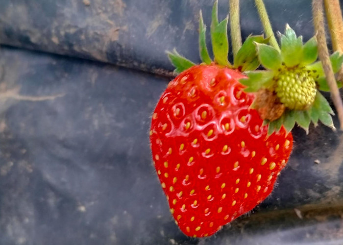 Ternyata Stroberi Bisa Menyehatkan Ginjal, yuk SIMAK Jenis Buah Lainnya