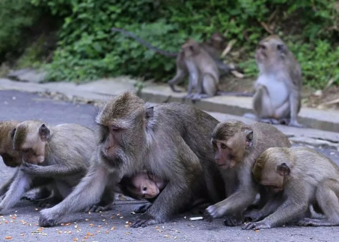 Kampung Unik di Banyumas, Warga Hidup Berdampingan dengan Ratusan Monyet Liar 