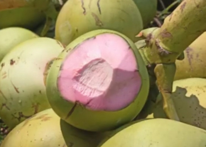 Kamu Mengalami Alergi Kulit? Coba deh Atasi Dengan Minum Air Dogan dan Simak Manfaat Lainnya