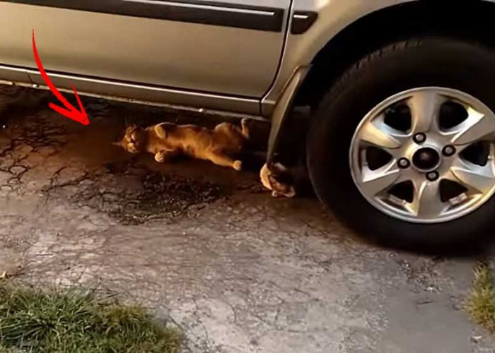 Mengapa Kucing Suka Masuk Kolong Mobil? Ternyata Ini Jawabannya