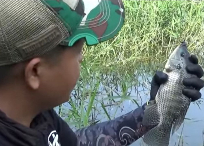 Siapa yang Suka Mancing Ikan Nila? Coba Simak Ini Umpannya Paling Jitu 