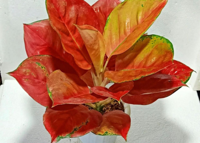 Miliki Daun yang Mempesona, Philodendron Red Leaf Jadi Incaran Kolektor Tanaman Hias