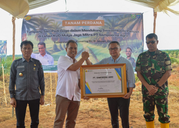 KOLABORASI! PT Sampoerna Agro - Dirjenbun Tanam Padi Gogo di Lahan PSR, Dukung Swasembada Pangan Prabowo