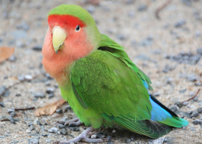 10 Keunggulan Burung Lovebird Peach-faced, Pecinta Burung Sudah Tahu Belum?  