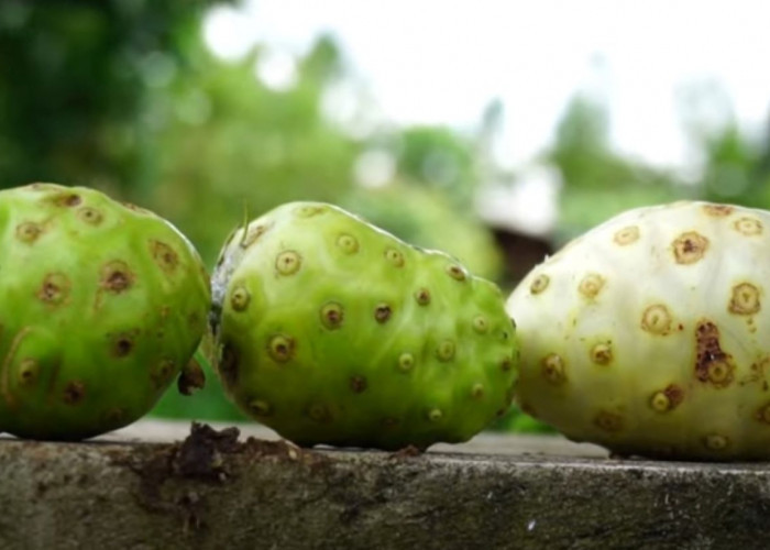 Dari Bentuknya Bikin Geli, tapi Khasiat Buah Ini Luar Biasa, Apa ya?