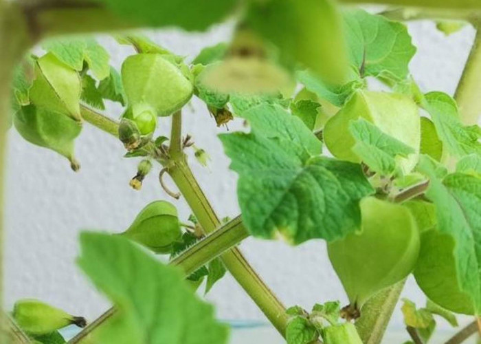 AJAIB! Ini 5 Manfaat Buah Ciplukan Bagi Kesehatan Tubuh