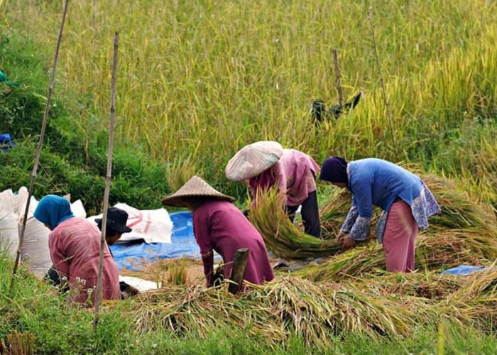 MIRIS! Daerah Lumbung Padi Jadi Kabupaten dengan Angka Kemiskinan Tertinggi di Kalimantan Timur