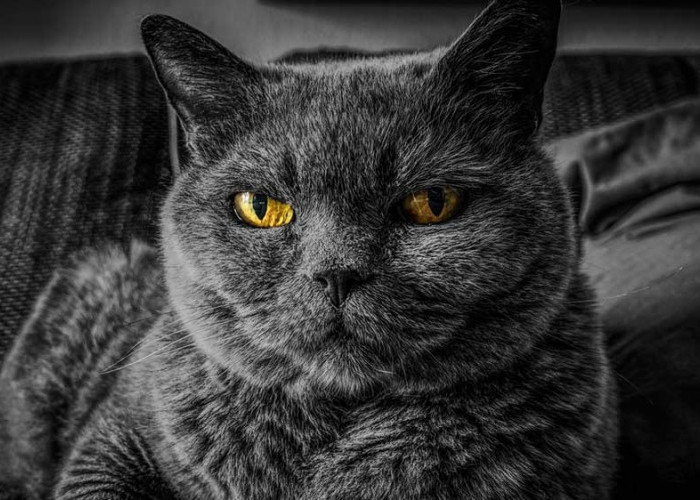 Mengenal Kepribadian Kucing Berdasarkan Warna Bulunya, Benarkah Kucing Oranye Barbar?