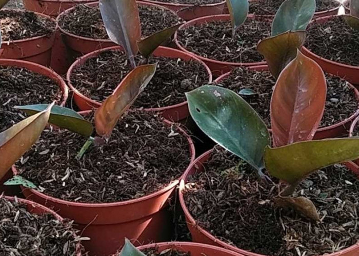 Lagi Cari Tanaman Hias Terjangkau? Pilih Jenis Philodendron Ini, karena Mudah Beradaptasi dengan Suhu Ruangan