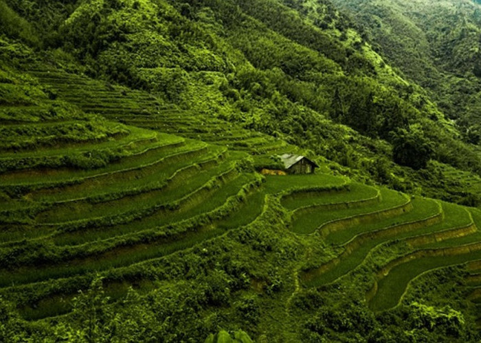 JANGAN KAGET! Tidak Ada Jualan Nasi di Kampung Unik di Jawa Tengah, Kok Bisa?