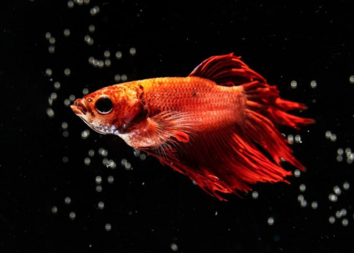 7 Manfaat Tersembunyi Dibalik Memelihara Ikan Hias, Bukan Hanya Keindahan Tapi Kesehatan Mental