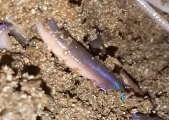 Inilah 7 Fakta Menarik Cacing Tanah Untuk Kesehatan