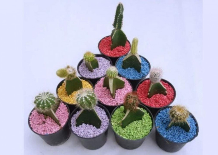 Tanaman Hias Awet dan Cantik? Rahasianya Ada di Batu dan Kerikil Pot! Ini Penjelasannya