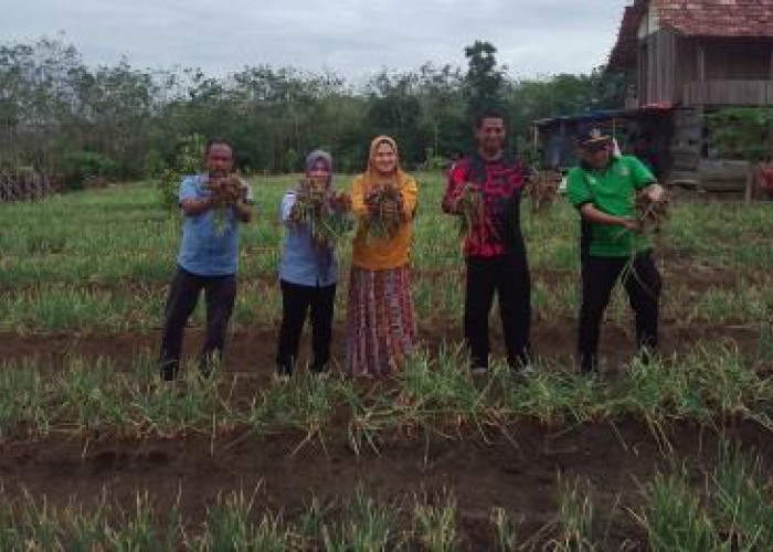 Anggota DPRD Muratara Buka Perkebunan Bawang Merah, Berharap Jadi Lahan Percontohan