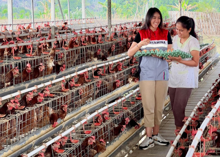 Omzet Program Ayam Petelur Binaan PEPC JTB Tembus Rp 70 Juta Per Bulan