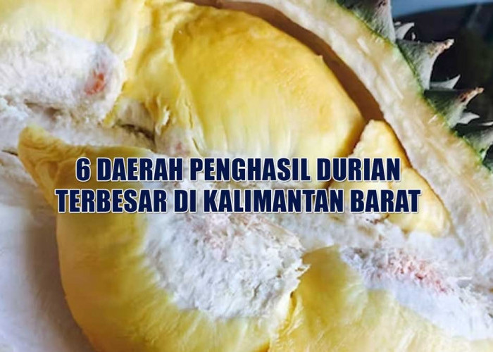Surganya Durian, 6 Daerah Penghasil Durian Terbesar di Kalimantan Barat, Mempawah Masuk Daftar, Juaranya?
