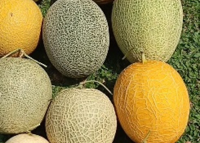 Wajib Tahu! Khasiat Buah Melon Bagi Tubuh, Salah Satunya Cegah Hipertensi 