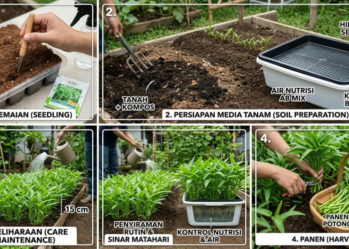 Praktis dan Cepat Panen: Panduan Lengkap Cara Menanam Kangkung di Polybag atau Ember Bekas untuk Pemula