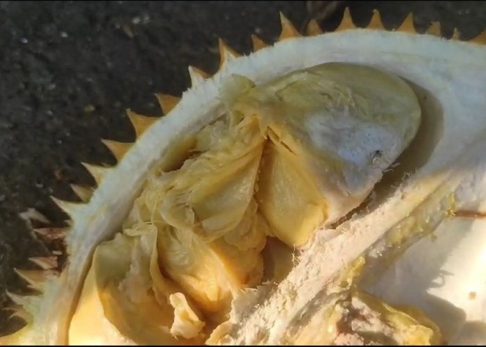 Durian di Daerah Ini Manis dan Legit, Sekali Makan Langsung Bikin Nagih!