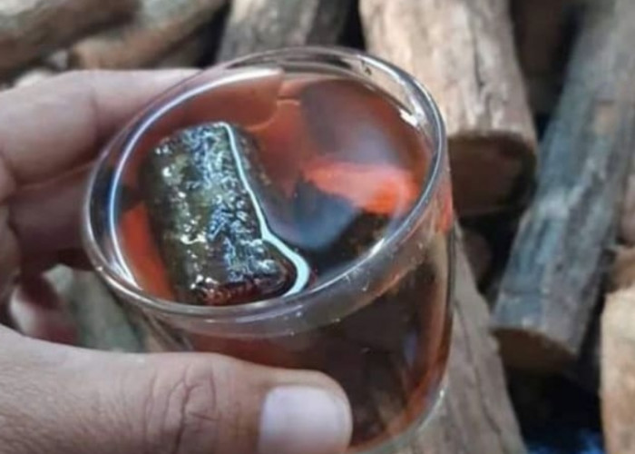 Akar Bajakah Tanaman Khas Kalimantan dengan Potensi Medis Tinggi