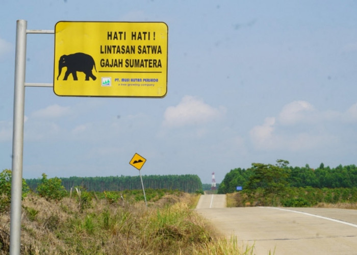 Pertamina EP Zona 4 Jaga Jalur Pulang Gajah Sumatera di Musi Rawas dengan Cara Ini