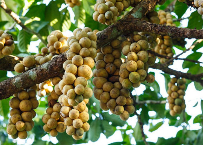 Inilah 4 Daerah Penghasil Buah Duku Terbanyak di Kabupaten Bogor, Nomor 1 Tempat Tinggal Kamu?