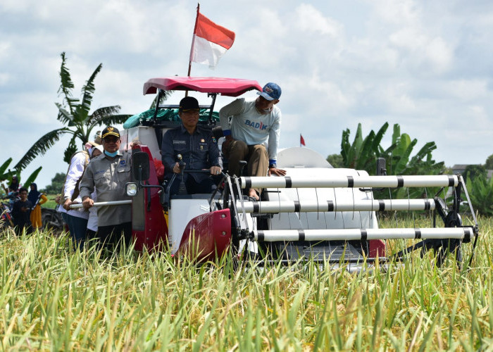 OKI Surplus Beras 238 Ribu Ton, Target Produksi Padi Tahun 2025 Meningkat