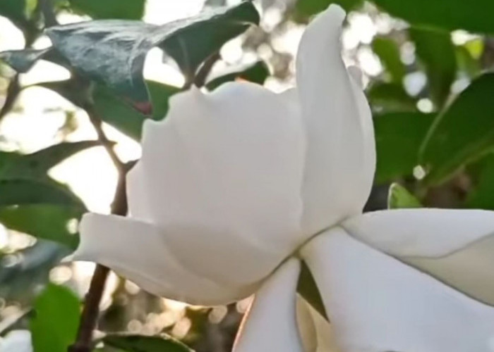 5 Fakta Unik Tanaman Hias Bunga Kembang Sepatu, Salah Satunya Lambang Kebangsaan Malaysia