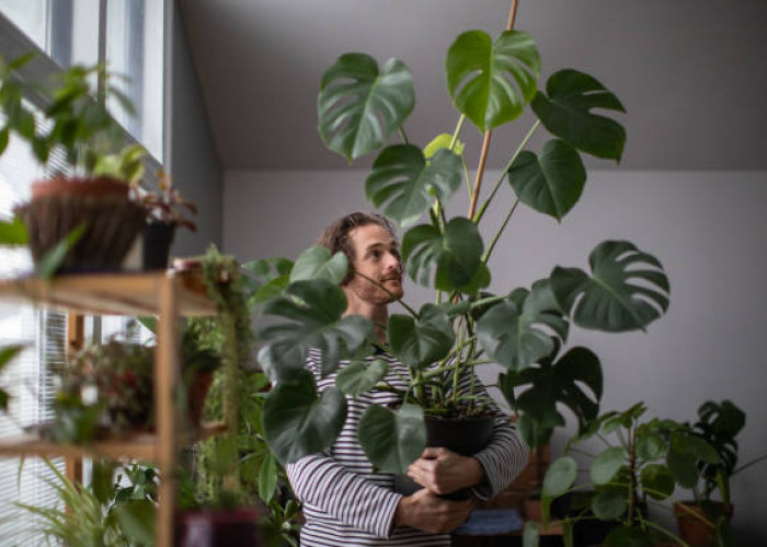 5 Tanaman Hias Pembawa Kedamaian Dalam Rumah Tangga