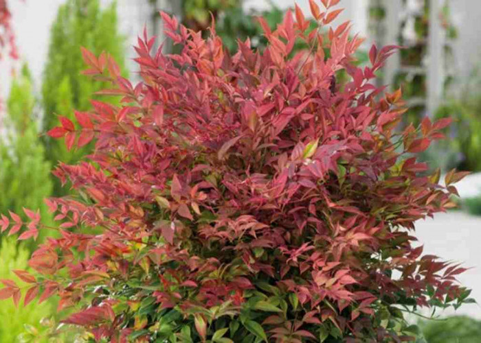 Ingin Taman Depan Tampak Mewah? Bambu Jepang Bisa Jadi Solusinya