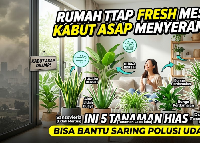 Rumah Tetap Fresh Meski Kabut Asap Menyerang! Ini 5 Tanaman Hias yang Bisa Bantu Saring Polusi Udara