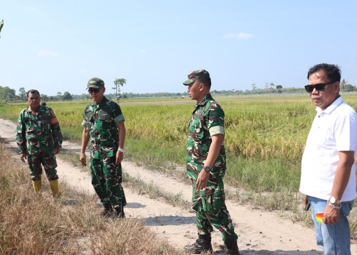 Kasdim 0402/OKI Tinjau Lahan Lokasi Panen Raya Serentak Bersama Presiden RI di Desa Jukdadak