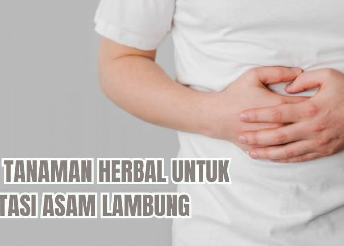 Penderita Maag Wajib Tahu! Ini 8 Tanaman Herbal untuk Atasi Asam Lambung, Mudah Ditemui di Sekitaran Rumah!