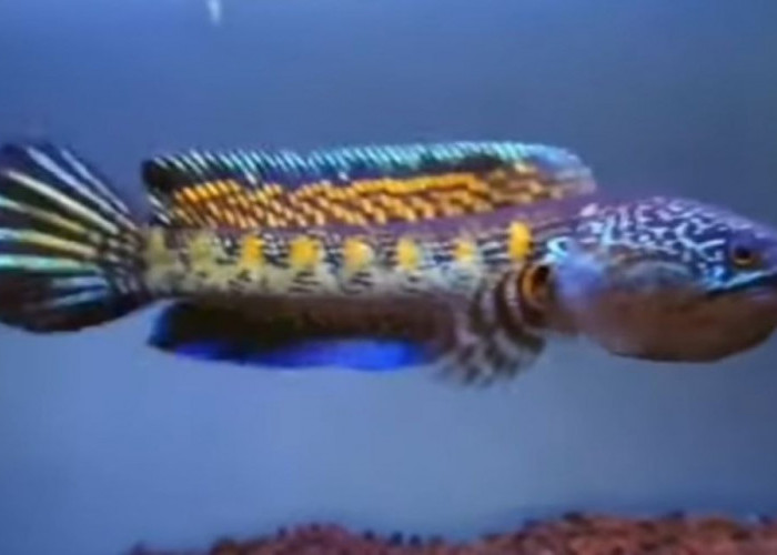 Berikut 7 jenis ikan Channa paling cocok anda pelihara, yuk simak ulasannya