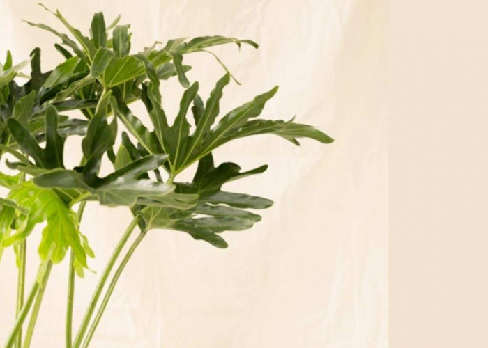 Tanaman Hias Hits! Philodendron Selloum Bikin Rumah Makin Instagramable