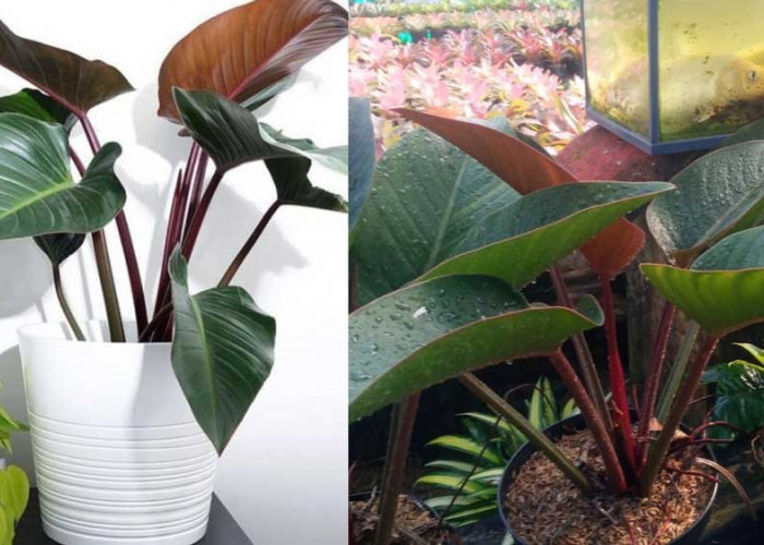 Suka Tanaman Hias tapi Tak mau Repot Rawatnya? Pilih Aja Philodendron Congo Rojo