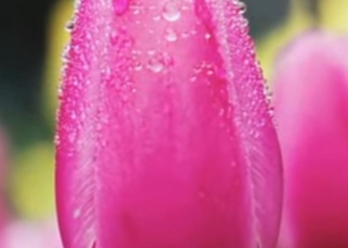 Berikut 5 Bunga Paling Cocok Diberikan Pada Istri Saat Ulang Tahun, yuk Disimak!