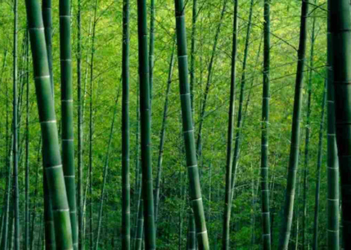 6 Tanaman Hias yang Dipercaya Membawa Kemakmuran, Nomor 5 Paling Banyak Dicari!