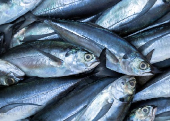  Memilih Ikan Segar Kaya Nutrisi, Ikuti Tips dan Trik Berikut Ya Moms