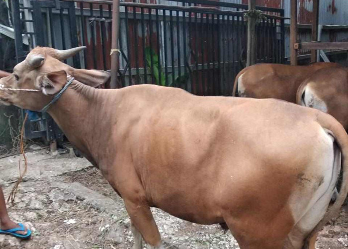 PWI Sumsel Kembali Berbagi Daging Kurban, Idul Adha 1444 H Potong 4 Ekor Sapi