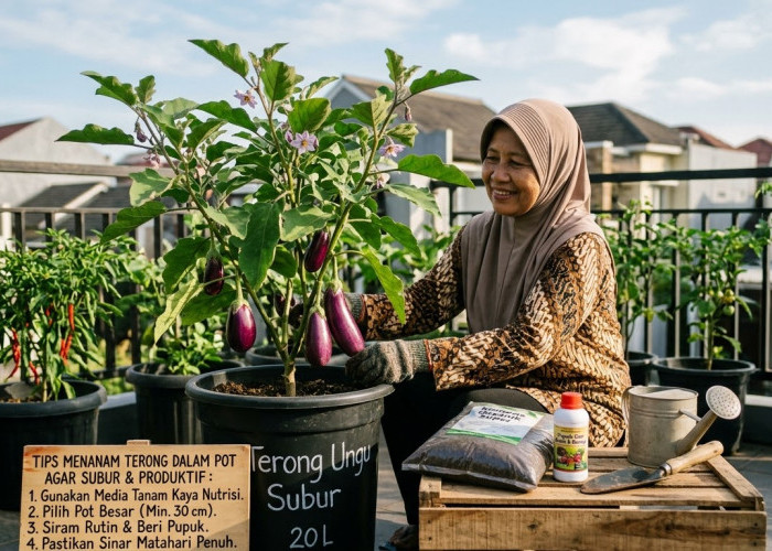 Hemat dan Bebas Pestisida! Ini Cara Mudah Menanam Terong dalam Pot Agar Berbuah Lebat di Halaman Rumah