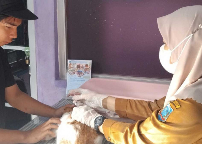 Zona Merah Rabies: Dinas TPHP Lahat Gercep Gelar Vaksinasi Gratis Spesial HUT RI Selama 3 Hari