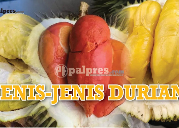 Jenis-Jenis Buah Durian dari Indonesia, Nomor 5 Bikin Ngiler