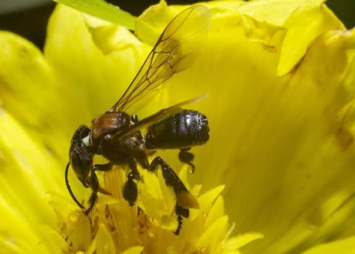 Tingkatkan Taraf Ekonomi, Warga Desa Martajaya Budidayakan Lebah Kelanceng