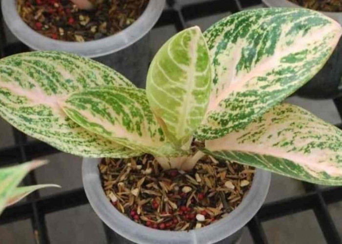 Rahasia Interior Cantik: Aglaonema Widuri Putih, Elegan dan Sehatkan Ruangan!
