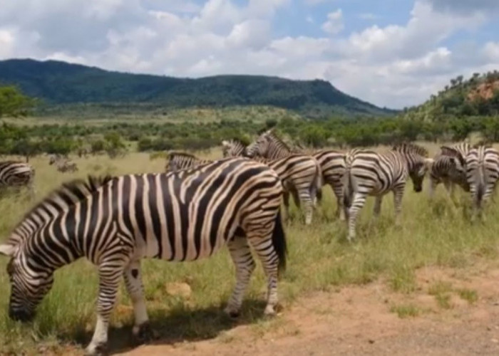 Fakta Menarik: Ini Perbedaan Zebra Jantan dan Betina