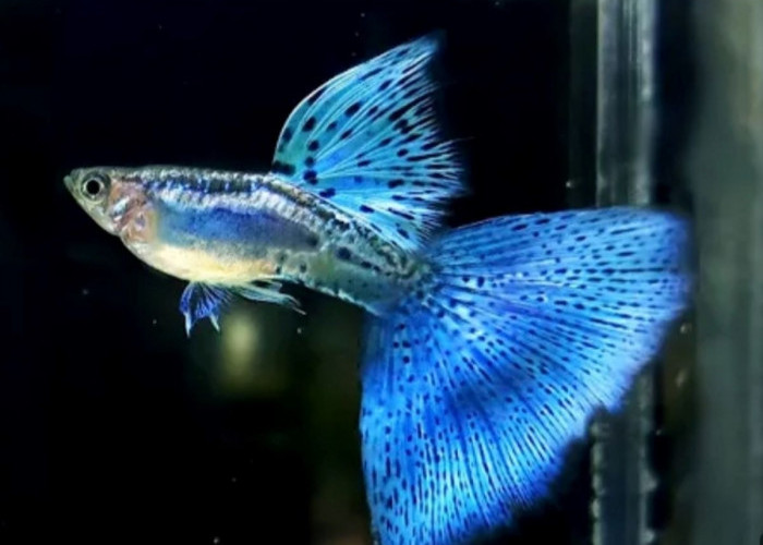 Dunia Hewan: 16 Jenis Ikan Hias Guppy Miliki Warna dan Corak Paling Cantik  