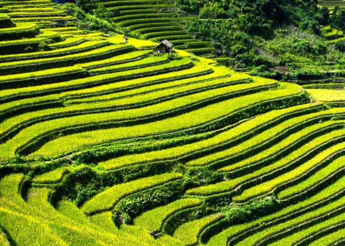 Lumbung Pangan Dunia! Papua Selatan Diproyeksikan Cetak 1 Juta Hektar Sawah