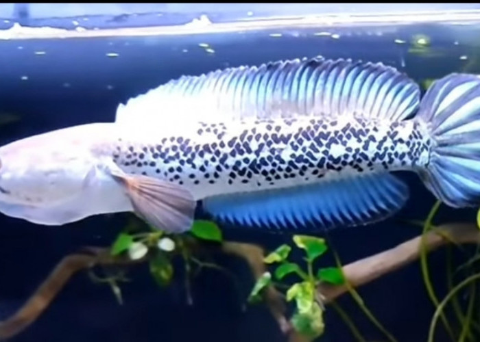 5 Jenis Ikan Channa Paling Populer, Anda Pilih yang Mana?
