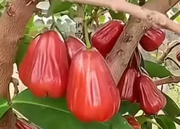 SIMAK! Ini 7 Manfaat Buah Jambu Air yang Perlu Kamu Ketahui